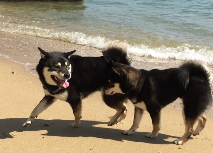 柴犬個性