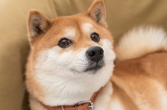柴犬和秋田的區別