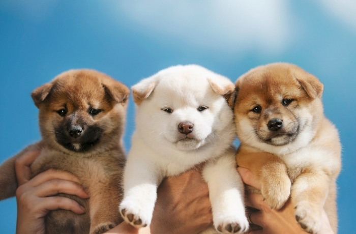 柴犬智商