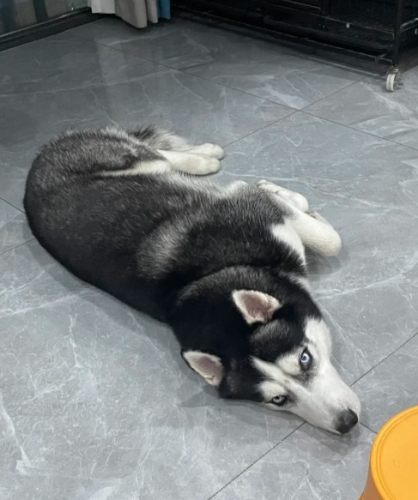 哈士奇性格特點