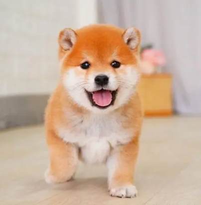 狗種類名稱