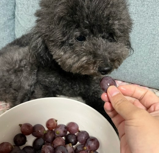 狗不能吃什麼水果