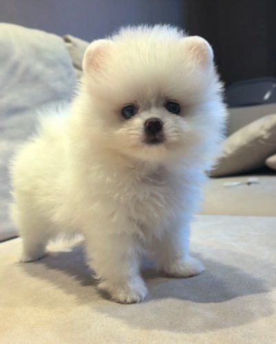 博美狗疾病健康