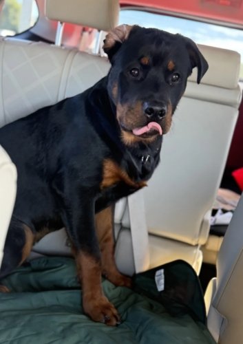 羅威納犬疾病健康