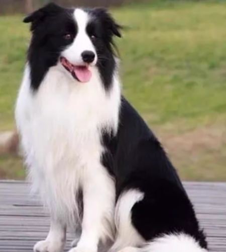 大型犬品種