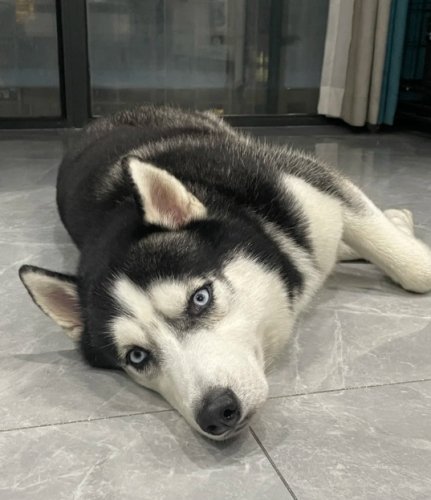 哈士奇飼養技巧