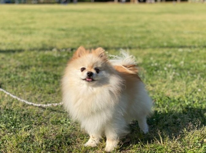 大型犬推薦