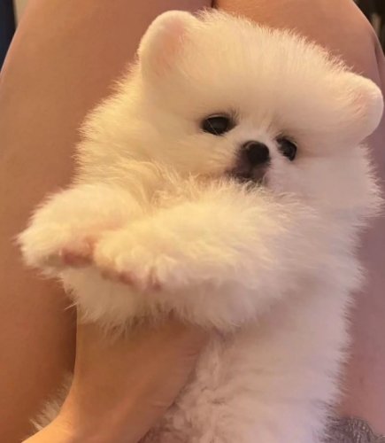 博美狗注意事項
