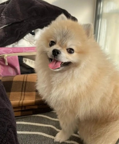 博美狗優缺點