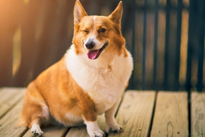 小型犬推薦