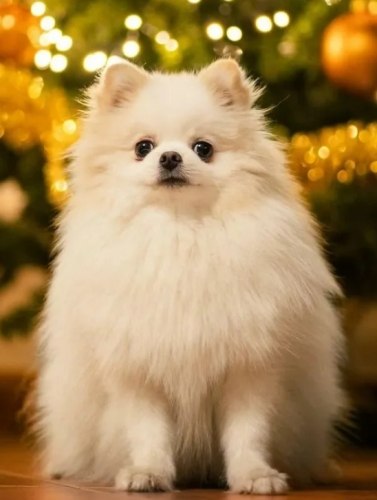 博美狗飼養方法