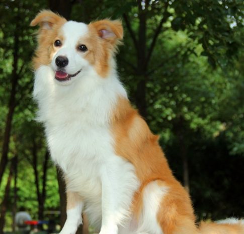 邊境牧羊犬缺點