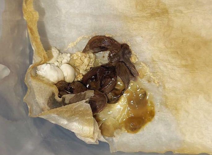 烏龜品種