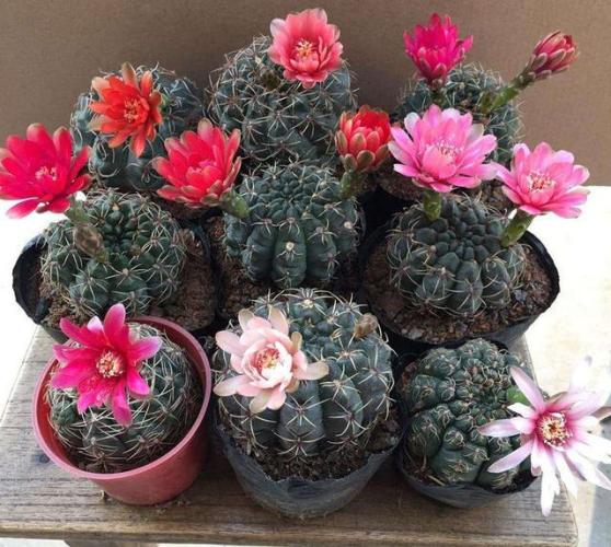 仙人掌花 仙人掌花