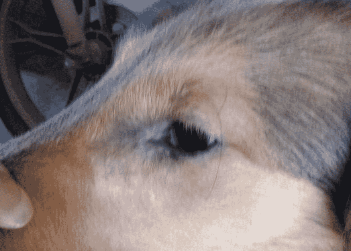 狗狗皮膚病怎廖辦