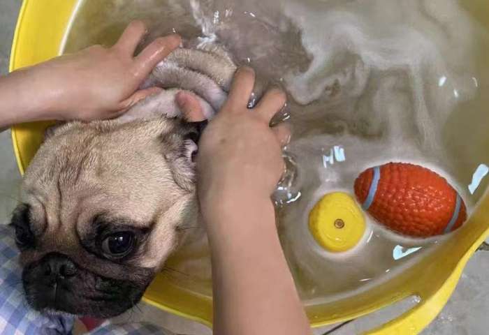 狗狗濕疹怎麼辦