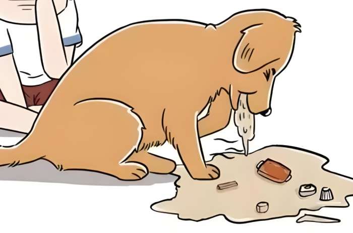 狗狗嘔吐