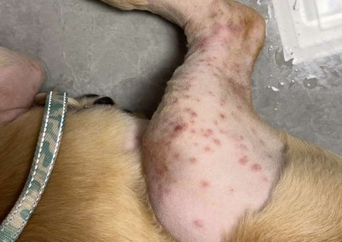 狗狗濕疹症狀