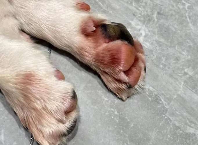 狗狗趾間炎藥膏功效