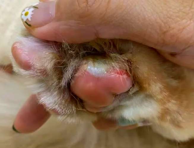 狗狗趾間炎藥膏用途