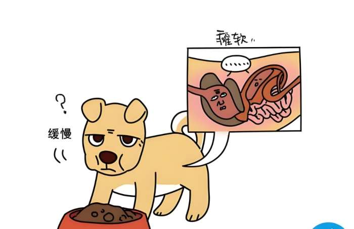狗狗食慾不好 狗狗食慾不好
