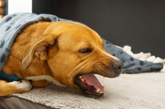 狗狗咳嗽 狗狗咳嗽