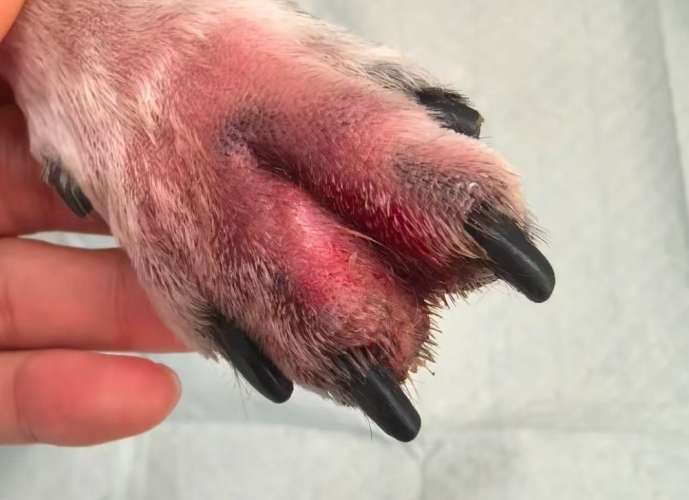 狗狗趾間炎藥膏價格